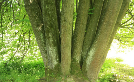 2_Dabravolės daugiakamienė liepa 1 (2).jpg